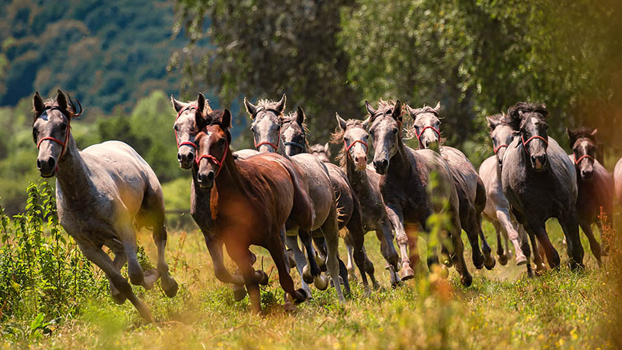 Reiten in Kroatien