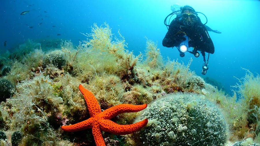 Tauchbasis Bougainville Biograd - Tauchen - Dalmatien, Kroatien