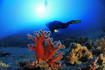 Taucher Koralle, Istrien