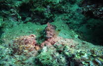 Unterwasserwelt, Fisch, Istrien