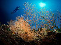 Tauchen in Dalmatien