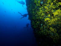 Najada Diving - Tauchen Steilwände