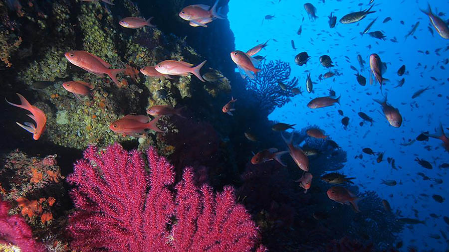 Najada Diving - Murter, Dalmatien, Kroatien