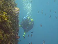 Fels Macinj bei Goli Otok