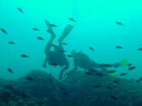 Tauchspot Prvic Tunnel