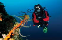 Taucher, Goli Otok, Kroatien