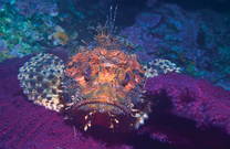 Unterwasserwelt Kroatien, Drachenkopf