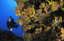 Tauchen in Istrien, Kroatien