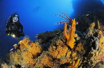 Tauchen Kroatien, Unterwasserwelt Istrien