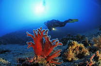 Taucher & Koralle