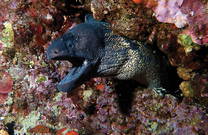 Unterwasserwelt, Muräne