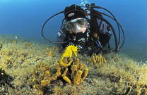 Seepferdchen, Tauchen Kroatien