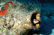 Tauchgang Insel Zirje, Kroatien