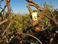 Wandern Oliven Weg Brac