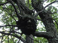 Hüter des alten Draguc