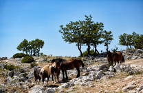 Naturpark Biokovo, Pferde
