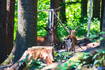 Wald Delnice, Hirsche