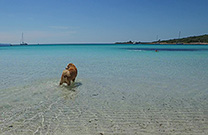 Sakarun, Hund erlaubt Vor- & Nachsaison