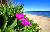 Fkk Strand Sovinje - Tkon- Flora