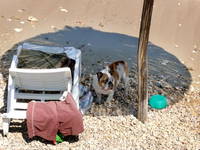 Hundestrand Zarok - Baska