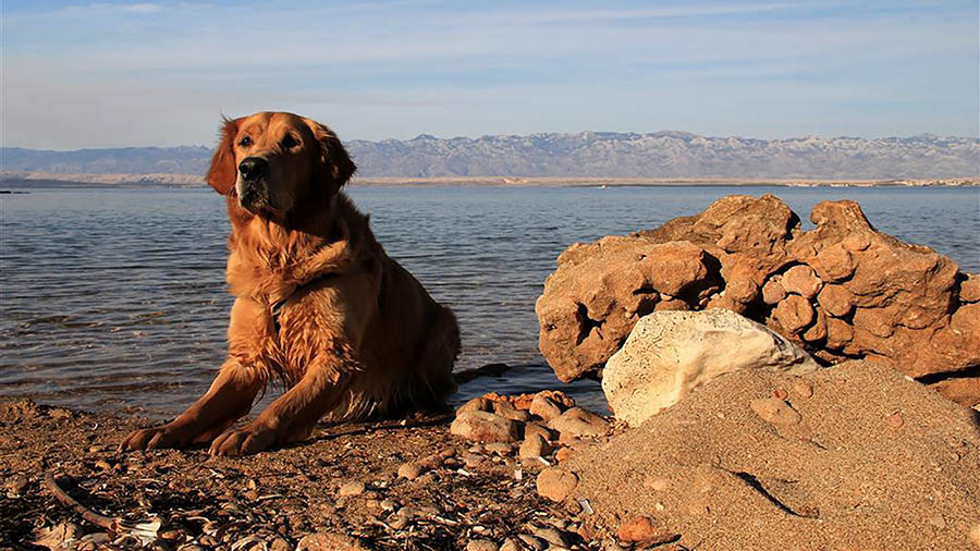 Hundestrände Kroatien