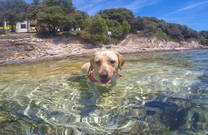 Hundestrand Uvala Sakucani in Pula - Kroati.de √