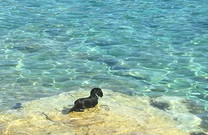 Dackel Hundestrand Saccorgiana in Pula