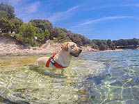 Strand Uvala Sakucani - Horizont Resort