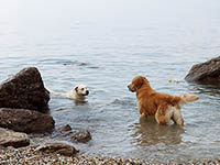 Hundestrände, Rovinj