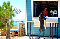 Hundestrand Montys Dog Beach & Bar