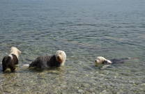 Hundestrand Crikvenica - Meer