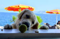 Hund an Bar - Hundestrand Crikvenica