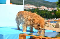 Hundestrand Crikvenica - Wasser