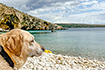 Koromačna mit Hund