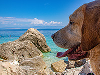 Hunde erlaubt, Strand Mali Bok