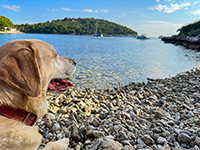 Hundestrand Valdarke