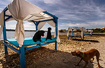Hunde am Strand Montys Dog Beach Bar