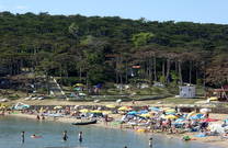 Pinienwald hinter Sandstrand Livacina