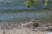 Hund, Strand Mala draga
