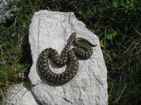 Gefaehrliche Tiere in Kroatien