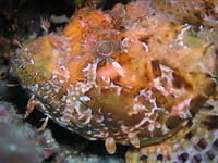 giftige Fische in Kroatien