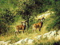 Weitere interessante Tiere in Kroatien