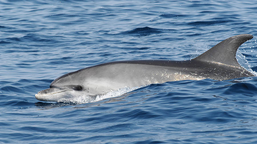 Delfine