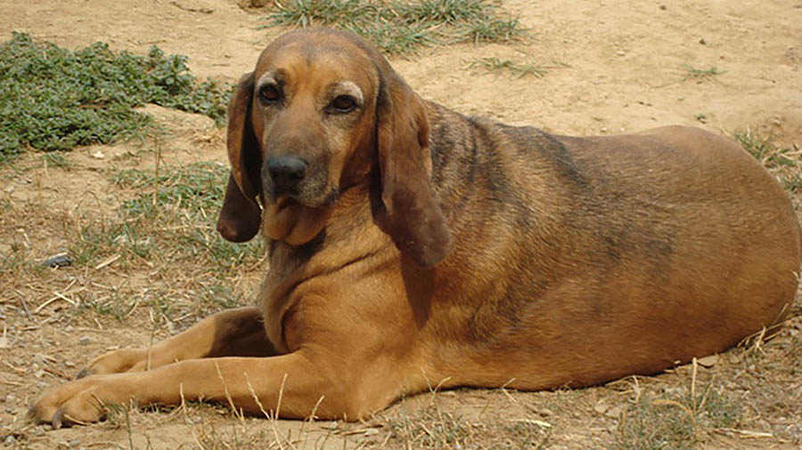 Förderverein Tierschutzprojekt Kroatien