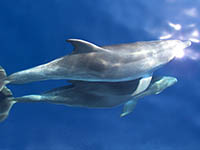 Hilfsprojekte in Kroatien