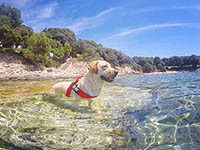 Urlaub mit Hund in Kroatien