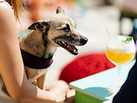 Besuch mit Hund, Mediterraneo Bar