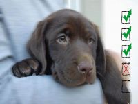 Checkliste - Urlaub mit Hund