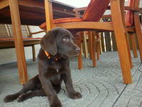 Hund im Restaurant in Kroatien