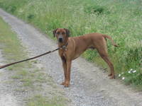 Leinenpflicht in Kroatien